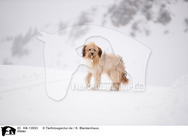 Wller / Waeller Sheepdog / KB-13693