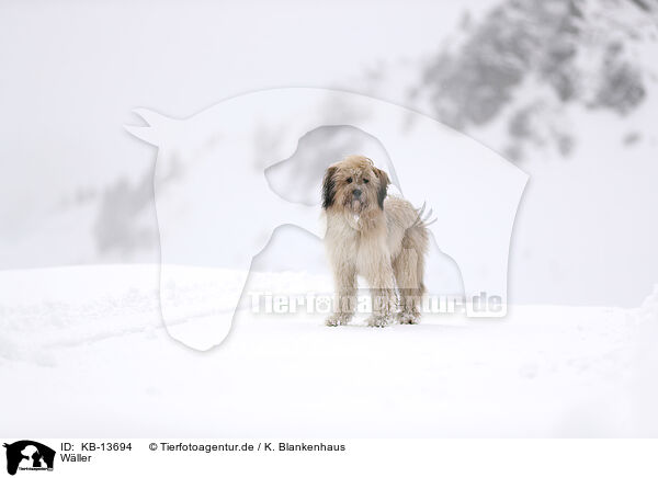 Wller / Waeller Sheepdog / KB-13694
