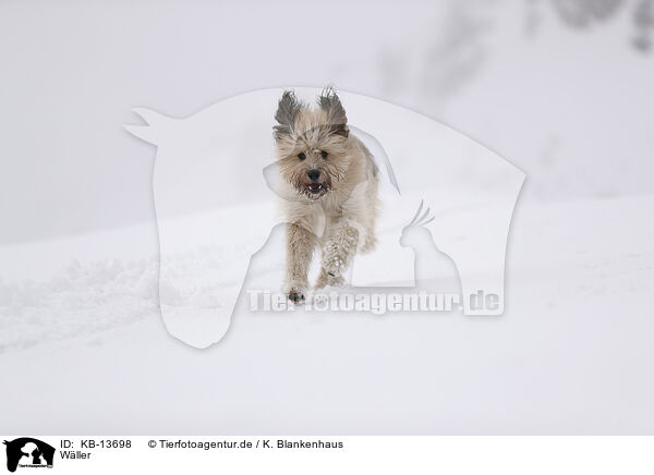 Wller / Waeller Sheepdog / KB-13698