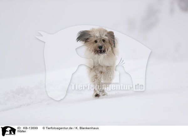 Wller / Waeller Sheepdog / KB-13699