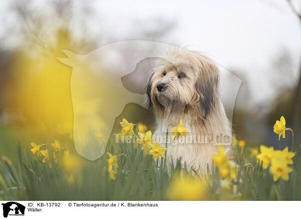 Wller / Waeller Sheepdog / KB-13792