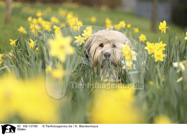 Wller / Waeller Sheepdog / KB-13796