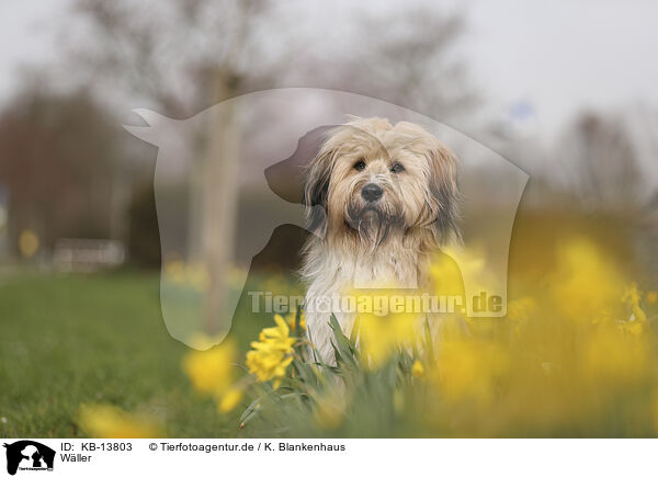 Wller / Waeller Sheepdog / KB-13803