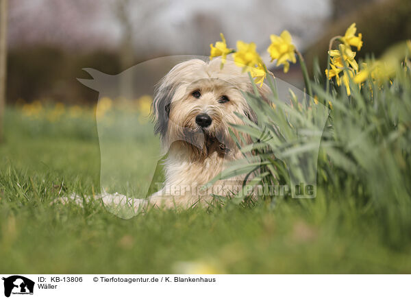 Wller / Waeller Sheepdog / KB-13806