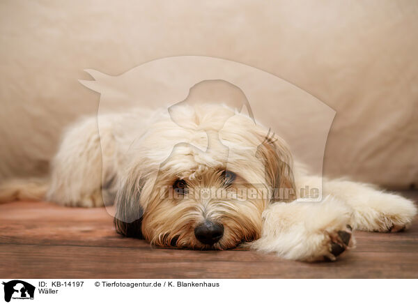 Wller / Waeller Sheepdog / KB-14197