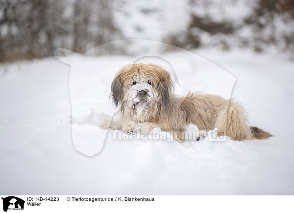 Wller / Waeller Sheepdog / KB-14223