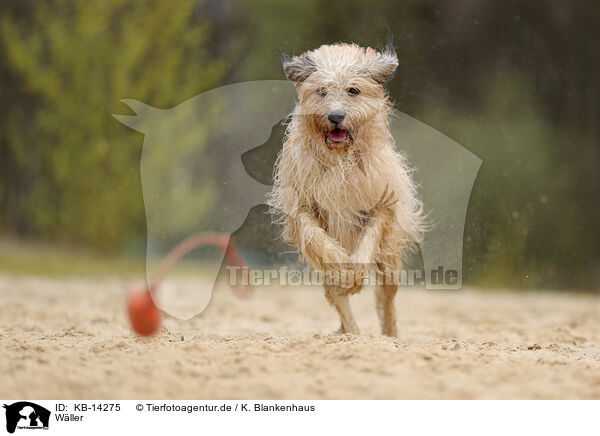 Wller / Waeller Sheepdog / KB-14275