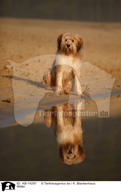 Wller / Waeller Sheepdog / KB-14297