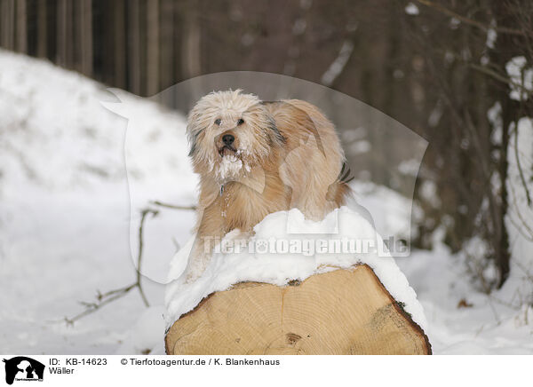 Wller / Waeller Sheepdog / KB-14623
