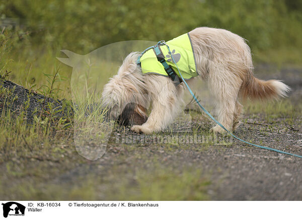 Wller / Waeller Sheepdog / KB-16034