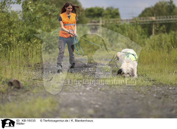 Wller / Waeller Sheepdog / KB-16035