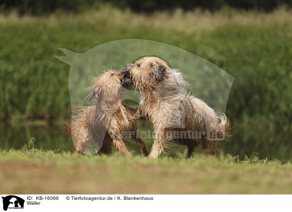 Wller / Waeller Sheepdog / KB-16066