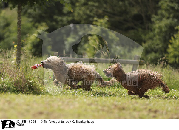 Wller / Waeller Sheepdog / KB-16068