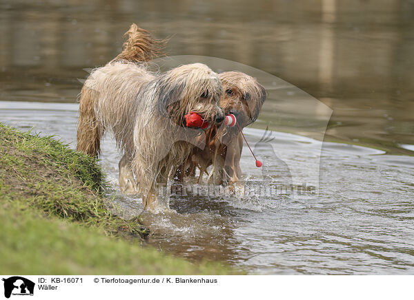 Wller / Waeller Sheepdog / KB-16071