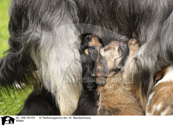 Wller / Waeller Sheepdog / KB-16104