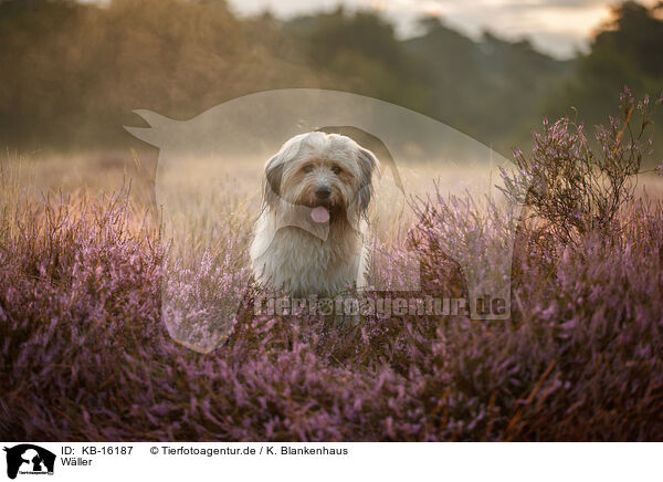Wller / Waeller Sheepdog / KB-16187