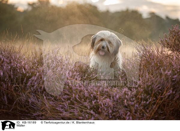 Wller / Waeller Sheepdog / KB-16189
