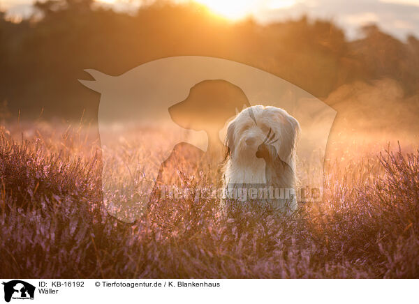 Wller / Waeller Sheepdog / KB-16192