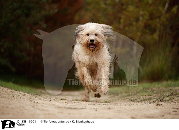 Wller / Waeller Sheepdog / KB-16201