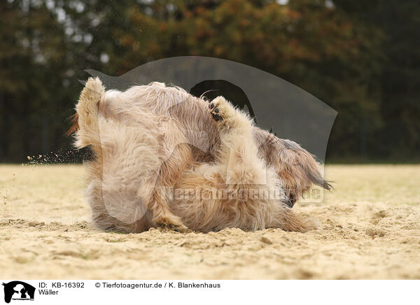 Wller / Waeller Sheepdog / KB-16392