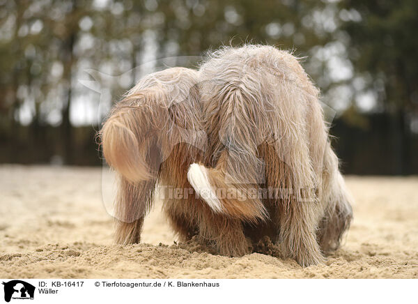 Wller / Waeller Sheepdog / KB-16417