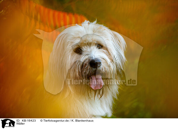 Wller / Waeller Sheepdog / KB-16423