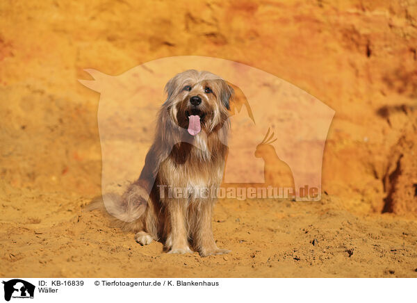 Wller / Waeller Sheepdog / KB-16839