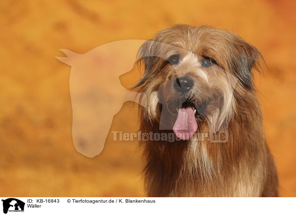 Wller / Waeller Sheepdog / KB-16843