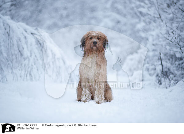 Wller im Winter / Waeller Sheepdog in winter / KB-17221