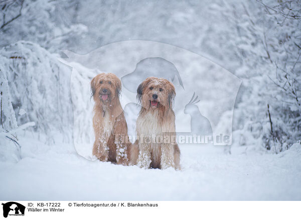 Wller im Winter / KB-17222