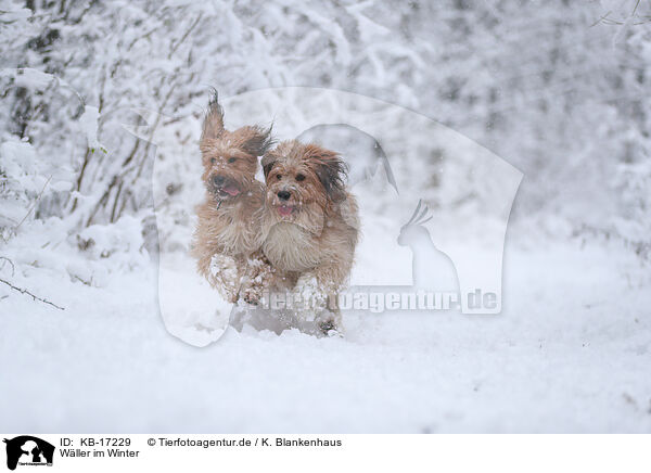 Wller im Winter / Waeller Sheepdog in winter / KB-17229