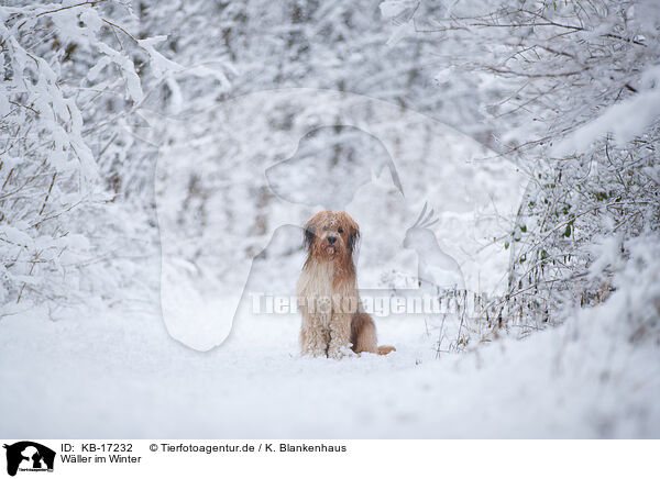 Wller im Winter / KB-17232