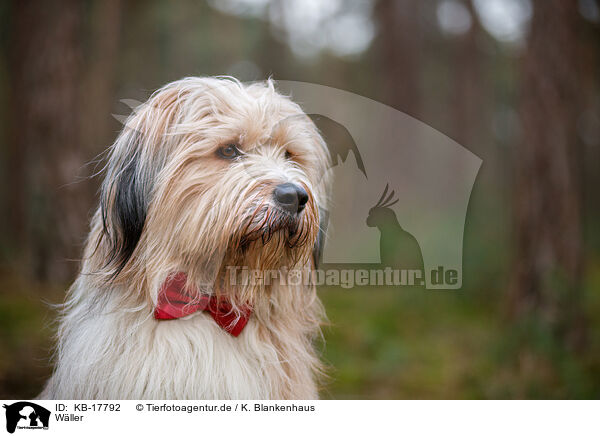 Wller / Waeller Sheepdog / KB-17792