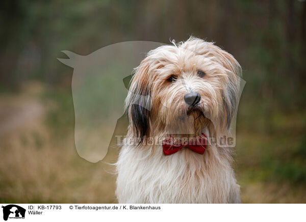 Wller / Waeller Sheepdog / KB-17793
