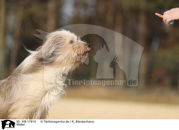 Wller / Waeller Sheepdog / KB-17810