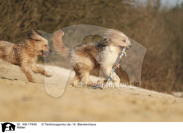 Wller / Waeller Sheepdog / KB-17846