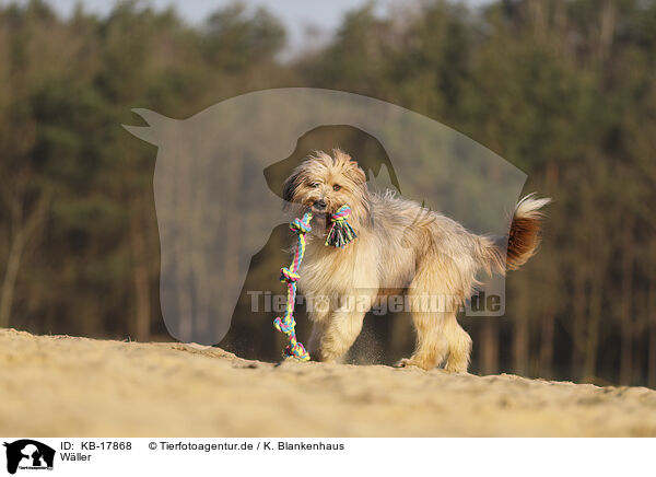 Wller / Waeller Sheepdog / KB-17868