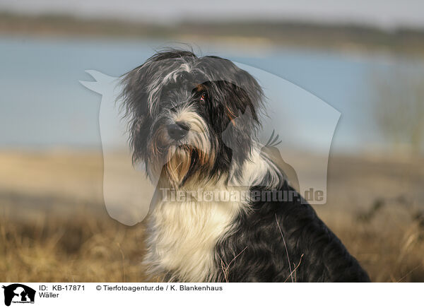 Wller / Waeller Sheepdog / KB-17871