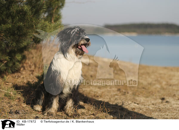 Wller / Waeller Sheepdog / KB-17872