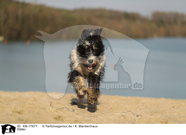 Wller / Waeller Sheepdog / KB-17877