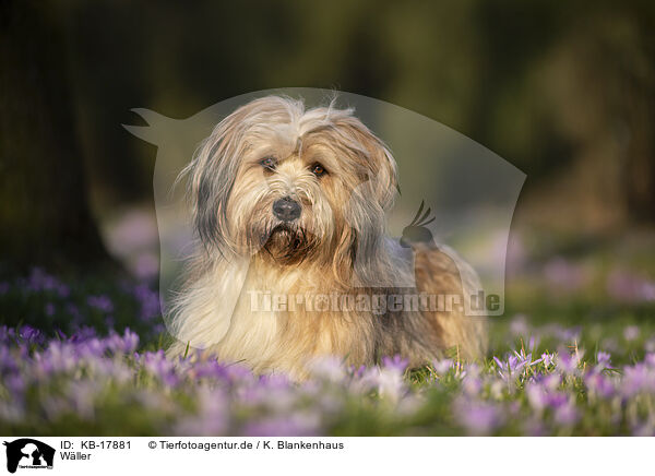 Wller / Waeller Sheepdog / KB-17881