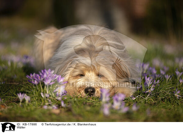 Wller / Waeller Sheepdog / KB-17886