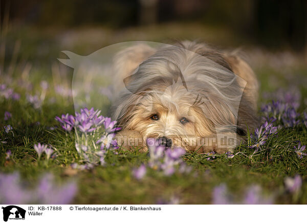 Wller / Waeller Sheepdog / KB-17888