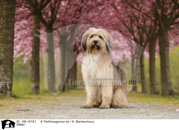 Wller / Waeller Sheepdog / KB-18181
