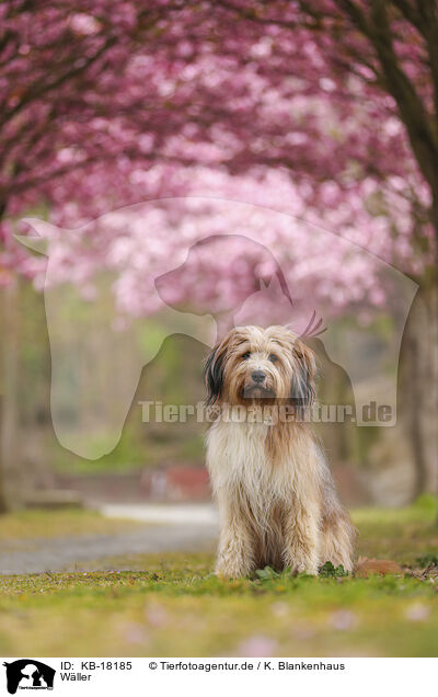 Wller / Waeller Sheepdog / KB-18185
