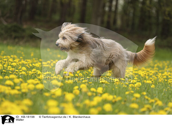 Wller / Waeller Sheepdog / KB-18198