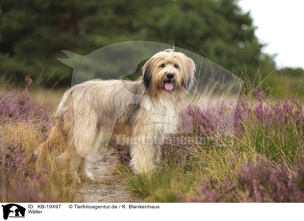 W�ller / Waeller Sheepdog / KB-19497