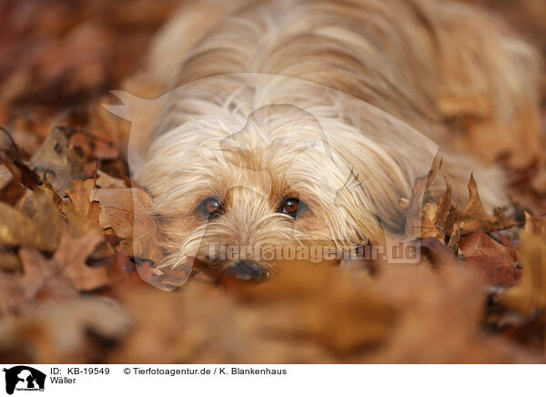 Wller / Waeller Sheepdog / KB-19549