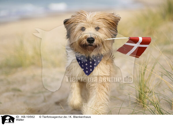 W�ller / Waeller Sheepdog / KB-19562