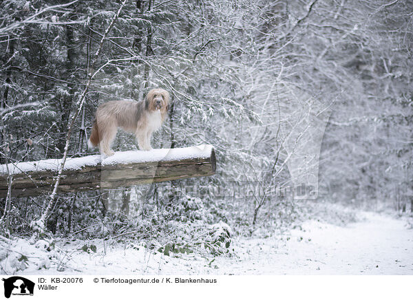 W�ller / Waeller Sheepdog / KB-20076